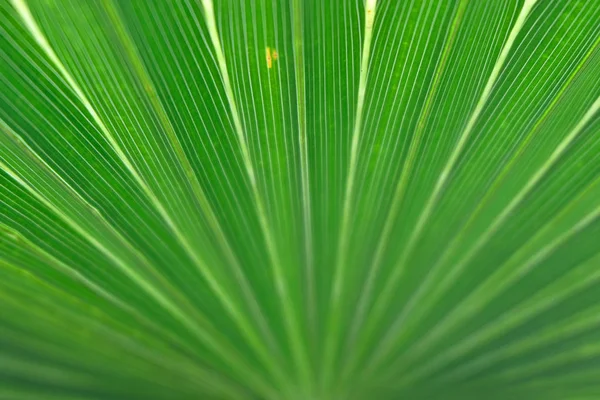 Текстура пальмового листя грунту крупним планом — стокове фото