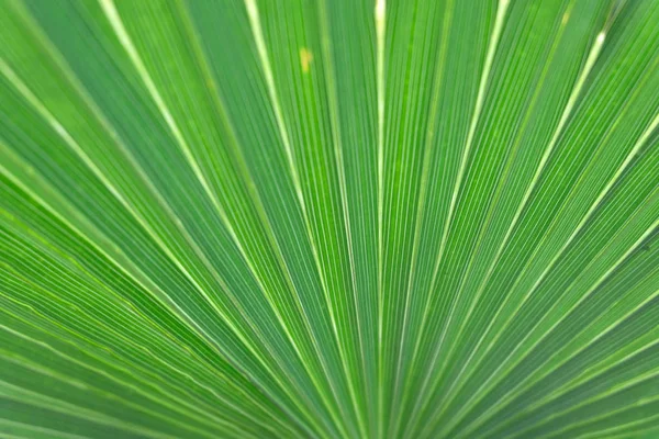 Palma folha textura bakground close-up — Fotografia de Stock