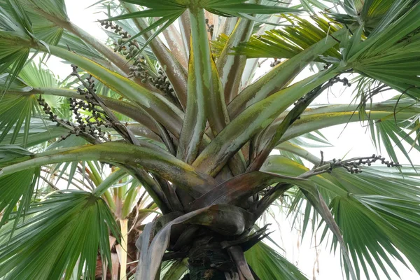 Palmera primer plano fondo —  Fotos de Stock