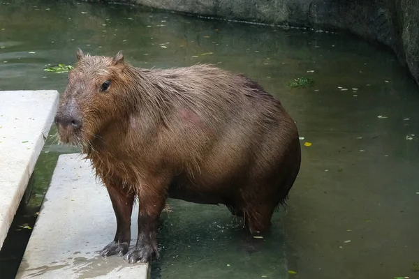 Capybara (Hydrochaeris hydrochaeris)) — Zdjęcie stockowe