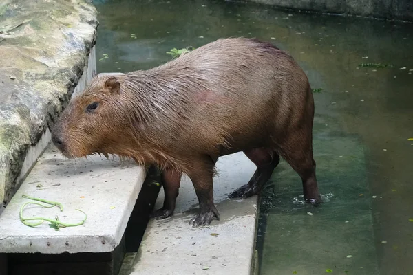 Capybara (Hydrochaeris hydrochaeris)) — Zdjęcie stockowe