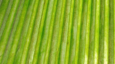 Palmiye yaprağı dokusu arkaplanı kapat