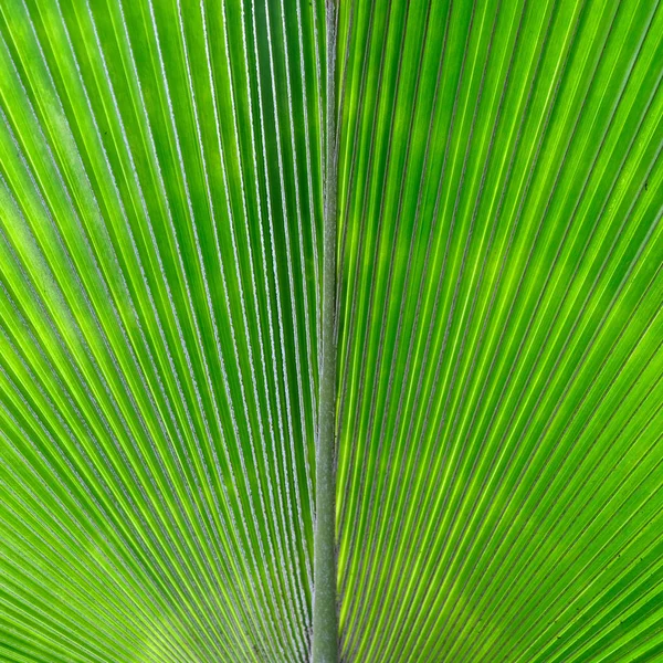 Konsystencja liści palmowych tło zbliżenie — Zdjęcie stockowe