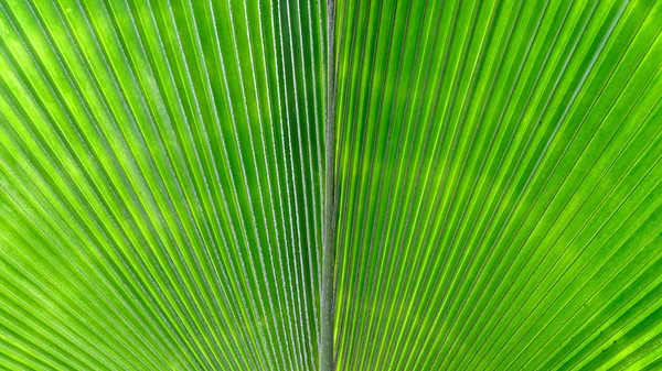 Фон текстуры пальмового листа — стоковое фото