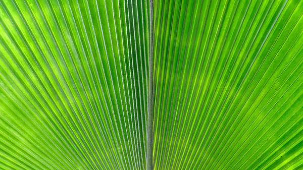 Palmblatt Textur Hintergrund Nahaufnahme — Stockfoto