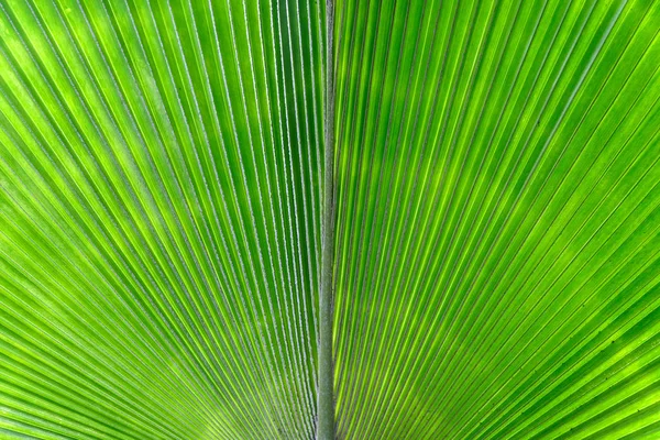 Φόντο υφής φύλλου φοίνικα κοντινό — Φωτογραφία Αρχείου