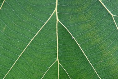 Yeşil yaprak dokusunu kapat