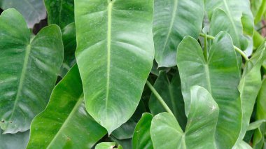 Yeşil yaprak dokusunu kapat