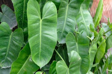 Yeşil yaprak dokusunu kapat