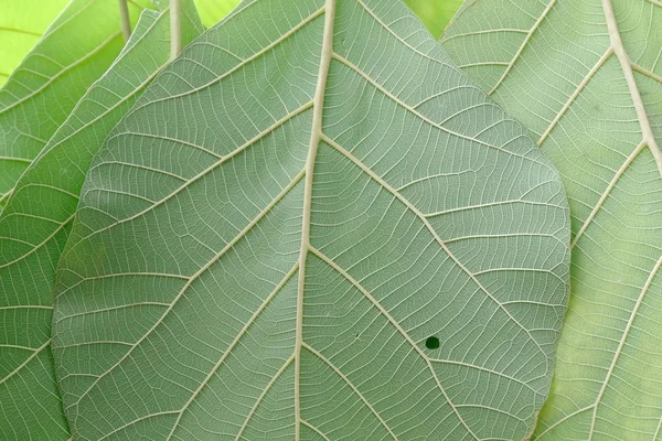 Gros plan de la texture des feuilles vertes — Photo