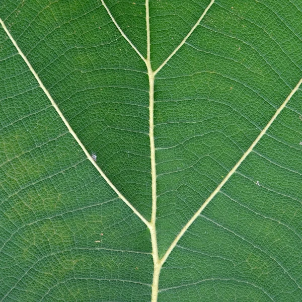 Gros plan de la texture des feuilles vertes — Photo