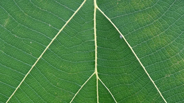 Gros plan de la texture des feuilles vertes — Photo