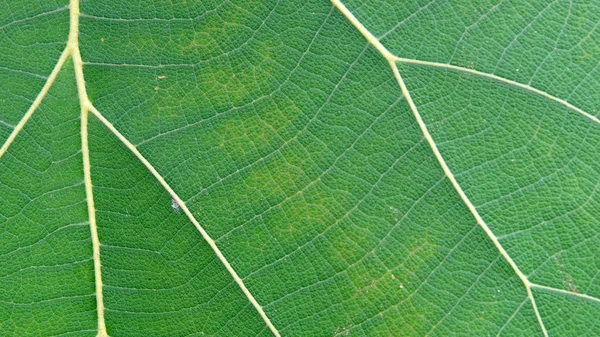 Close up de textura de folha verde — Fotografia de Stock