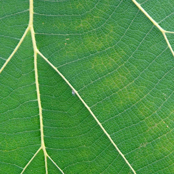 Close up de textura de folha verde — Fotografia de Stock