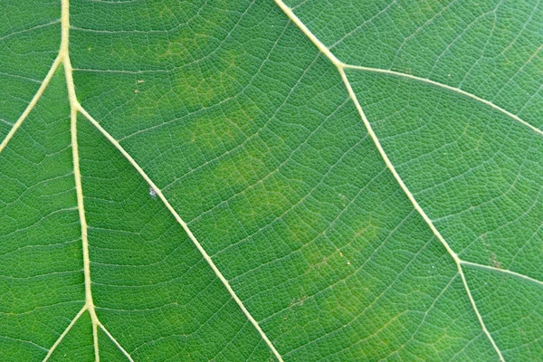 Close Up Of Green Leaf Texture — Stock Photo, Image