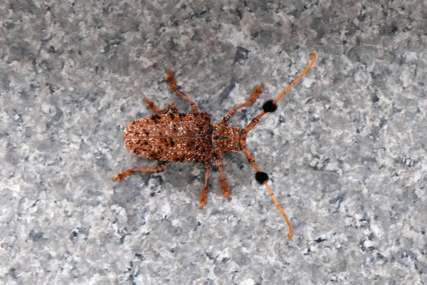 Braune Farbe großer Steinbockkäfer aus nächster Nähe — Stockfoto