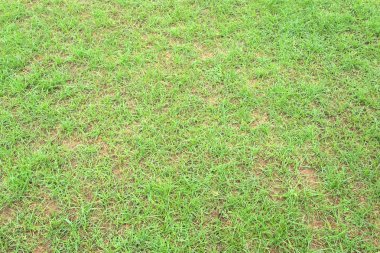 Bir tarladan yeşil çimen dokusu