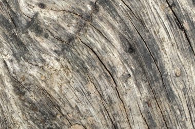 Arka plan ağaç doku yakın çekim