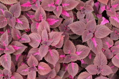 mor yaprakları arka plan yakın