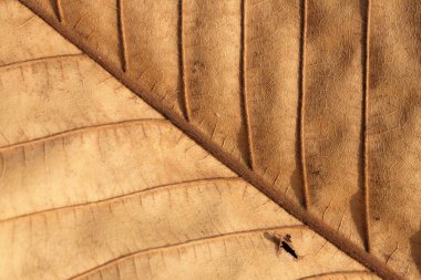 kahverengi yaprak deseni