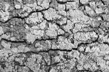 siyah ve beyaz ağaç kabuğu doku arka plan