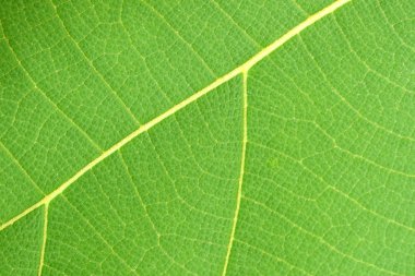 Yeşil yaprak deseni