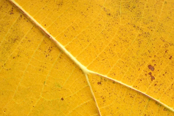 Vzorek žlutého listu — Stock fotografie