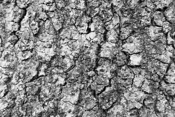 Preto e branco árvore casca textura fundo — Fotografia de Stock