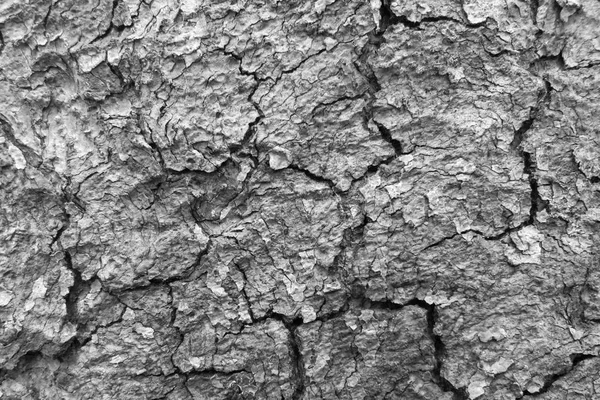 Black and white tree bark texture background — Stock Photo, Image