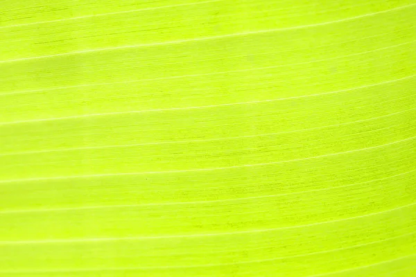 Blízko zeleně a svěží struktury banánových listů v parku — Stock fotografie