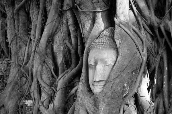 Tailândia, Ayutthaya. Árvore velha Buda escultura de pedra. Sabedoria e oração — Fotografia de Stock