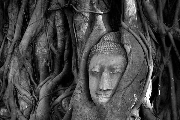 Tailândia, Ayutthaya. Árvore velha Buda escultura de pedra. Sabedoria e oração — Fotografia de Stock