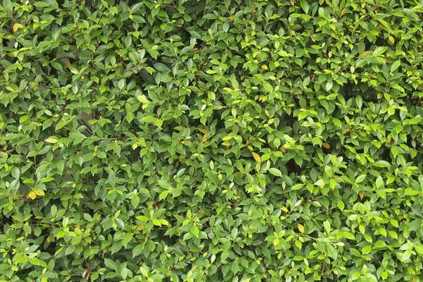 Pared verde del árbol de cerca — Foto de Stock