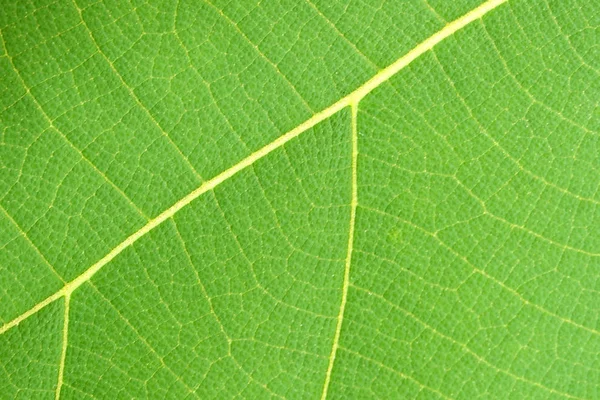 Padrão de folha verde — Fotografia de Stock