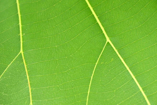 Padrão de folha verde — Fotografia de Stock