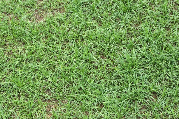 Textura de grama verde de um campo — Fotografia de Stock