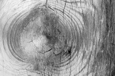 Arka plan ağaç doku yakın çekim