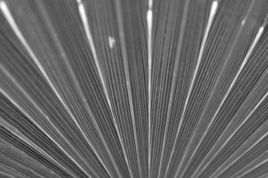 Siyah beyaz palmiye yaprağı dokusu