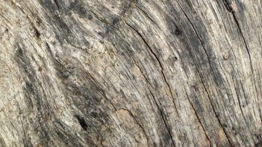 Arka plan ağaç doku yakın çekim