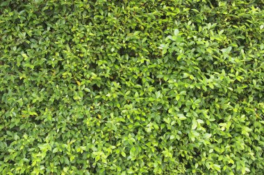 Yeşil ağaç duvar kapat