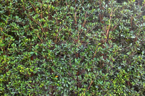 Muro albero verde da vicino — Foto Stock