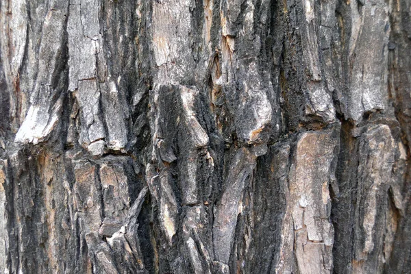 茶色の木の樹皮テクスチャの背景 — ストック写真