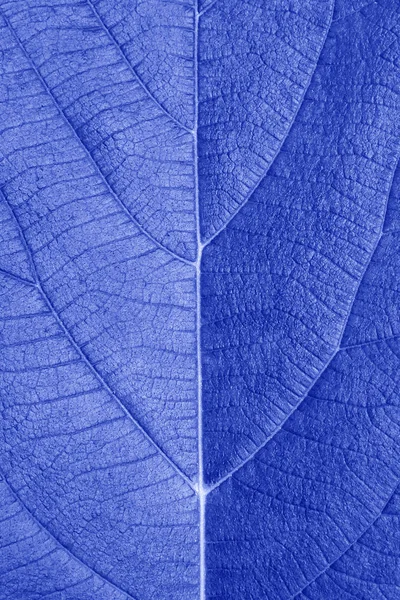 pattern of blue leaf close up