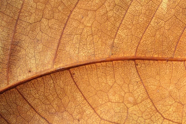 Patroon van bruin blad close-up — Stockfoto
