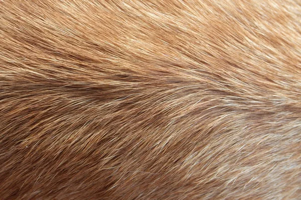 Haartierfarbe: Es ist Katzenhaar — Stockfoto