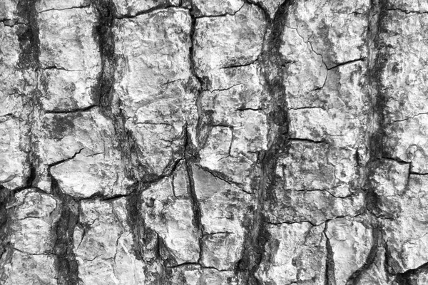 Schwarz und weiß Baumrinde Textur Hintergrund — Stockfoto