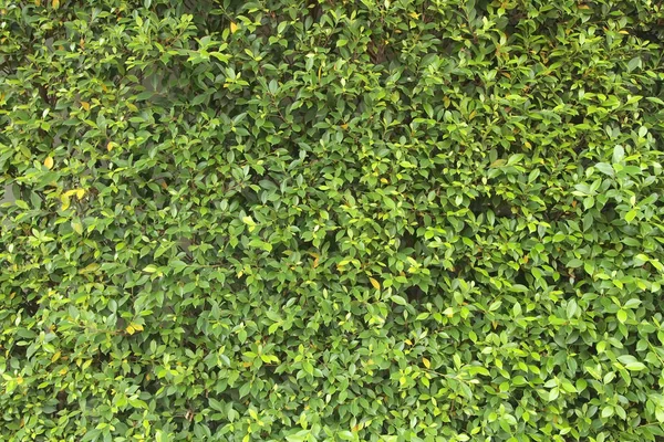 Zielone drzewo ściana bliska — Zdjęcie stockowe