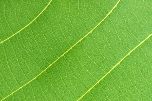 Pattern of green leaf close up — Stock Photo, Image