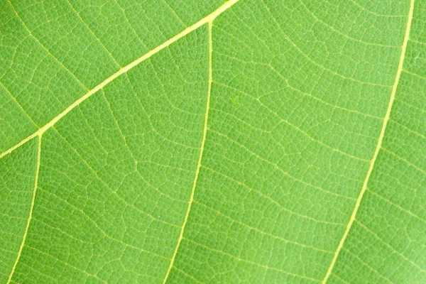 Шаблон зелёного листа — стоковое фото