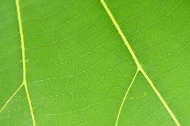 yeşil yaprak desen yakın